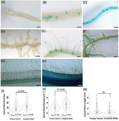 Argonaute5 and its associated small RNAs modulate the transcriptional response during the rhizobia-Phaseolus vulgaris symbiosis